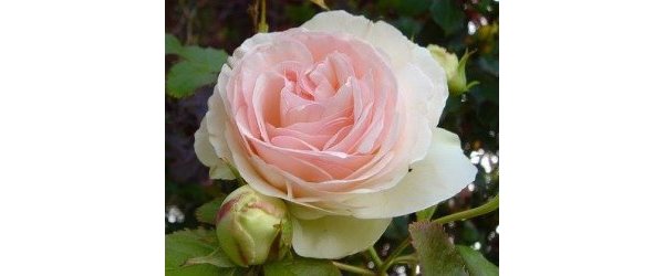 STAGE SPAGYRIE ET ALCHIMIE