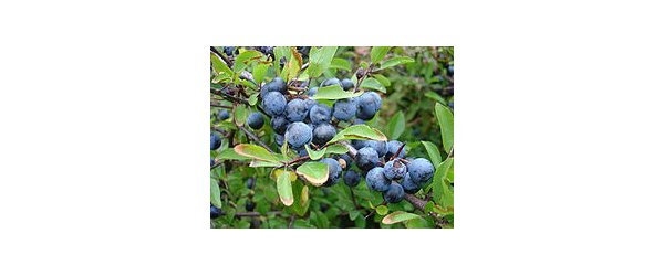 Prunelle, olive du nord