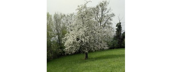cerier en fleur
