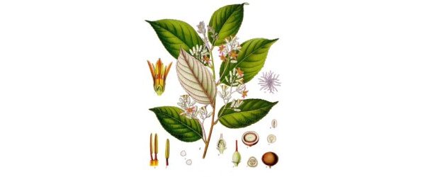 Benjoin dit du Siam ou « Benjoin Laos »