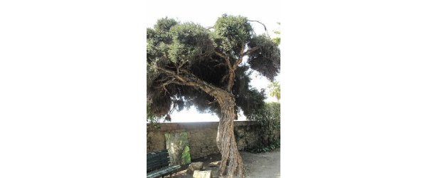 Huile essentielle de l'arbre à thé ou Tea tree