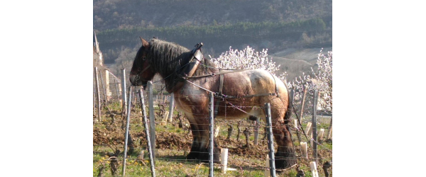 STAGE DE TRAME ANIMALE - SAINT QUENTIN SUR ISÈRE – 30 ET 31 MAI 2025
