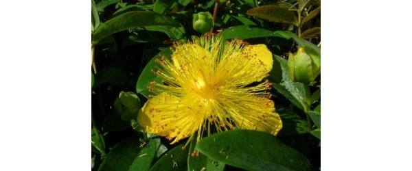 Élixirs Floraux et Évolution Spirituelle ( (Validation fédération Edelweiss pour chaque module)