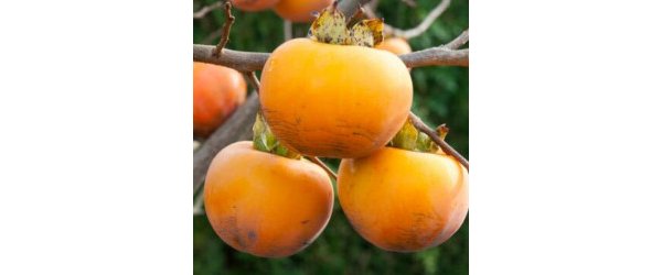 Mousse de kakis au mascarpone avec chartreuse ou pas